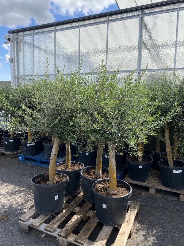 Olea Europaea (Olive Tree) 45LT- SOLD OUT photo