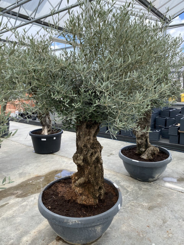 Olea Europaea (Olive tree) 160LT- SOLD OUT photo