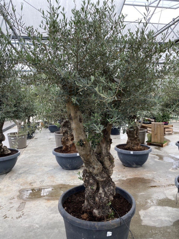 Olea Europaea Ramif 170LT - Approx 2.5m in height- SOLD OUT photo