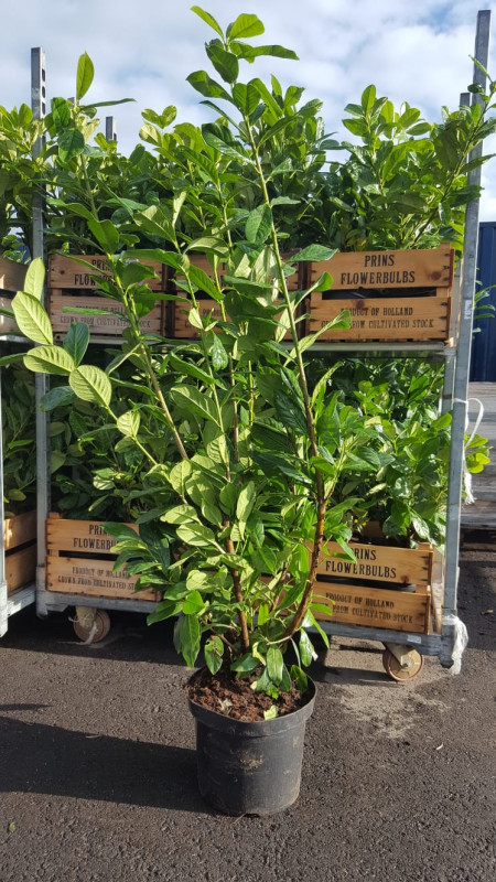 Cherry Laurel - Rotundifolia photo