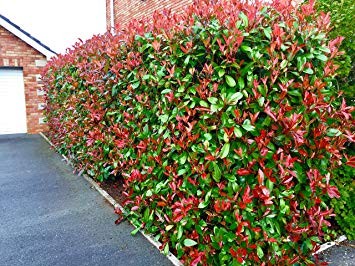 Photinia