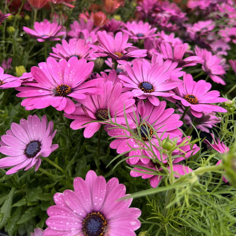 Purple Osteospermum