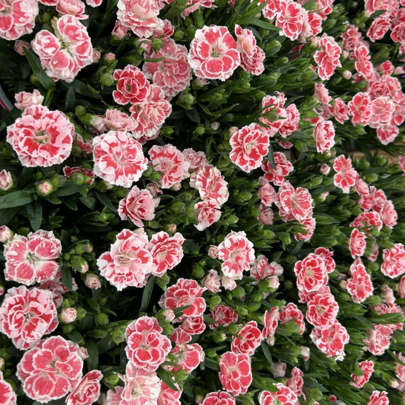 Pink Dianthus