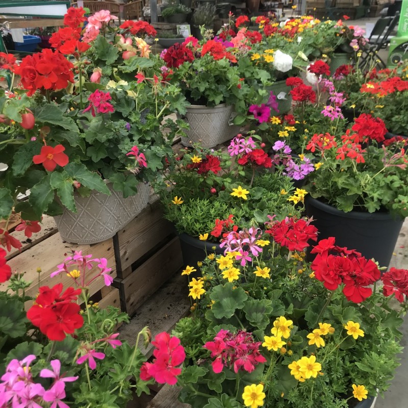 Colourful Outdoor Flowers