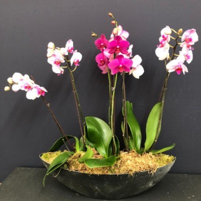 Mother's Day Orchid plant arrangement